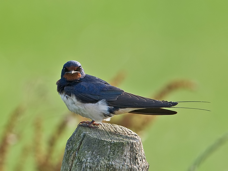 Hirundo rustica Barn Swallow Boerenzwaluw